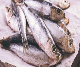 WHITE BAIT